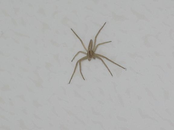 Tibellus sp. maschio